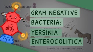 Gram Negative Bacteria Yersinia enterocolitica [upl. by Ahseyi910]