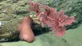 Habitat Exploration DeepSea Corals [upl. by Atined]