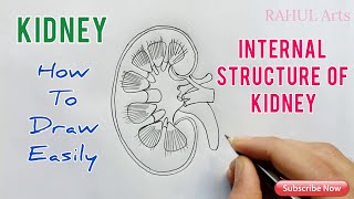 How to Draw Kidney  Internal structure of Kidney [upl. by Dihaz354]