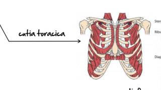 Biologie clasa 7a lectia Sistemul Muscular [upl. by Marys]