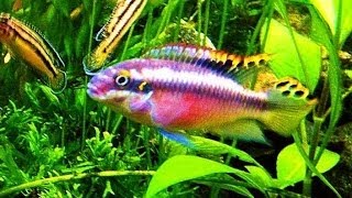 Aquarium Pelvicachromis pulcher с потомством [upl. by Nuawtna]