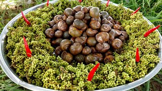 Cooking Snail with Bignay Fruit Recipe  Yummy Antidesma Bunius Fruit Snail Recipe in Village [upl. by Adam]