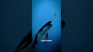 What If A Whale Swallowed You 🐋 🤔  wait for end 😱 shorts youtubeshorts [upl. by Marina]