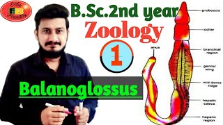 Balanoglossus General character and Classification of Balanoglossus  BSc2nd year Zoology [upl. by Aihtennek]