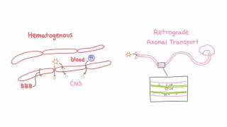 Introduction to Viral Meningitis Encephalitis and Meningoencephalitis [upl. by Sidnal]