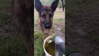 Dog Drinks from HOSE funny shorts [upl. by Noirred]