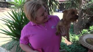 GMA Wet Nose Animal Rescue Center [upl. by Diego]