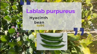 Lablab purpureus Hyacinth beanPoor mans beanSimiSemसेम [upl. by Aleck]