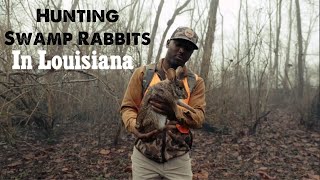 Hunting Swamp Rabbits in Louisiana [upl. by Acirat145]