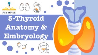 Thyroid Gland anatomy and Embryology by ASM Minds [upl. by Linc]