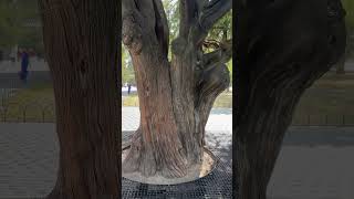 Unraveling History 620YearOld Platycladus at Temple of Heaven  620 年古树  天坛 citytour [upl. by Pedaiah]