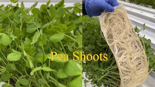 Harvesting Pea Shoots and seeding for the spring Farm Market [upl. by Neirad]