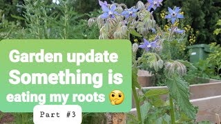 Garden update With many challenges 😶🌱 So much to learn [upl. by Avehstab]