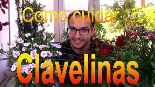 Cómo cuidar la clavelina o clavellina Dianthus Chinensis [upl. by Eliason]