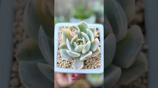 Echeveria Runyonii Variegated echeveria varigated succulent succulentvarieties plants [upl. by Vally]