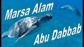 Abu Dabbab schnorcheln mit Seekuh Rochen und Schildkröten in Marsa Alam Malikia Resort Ägypten [upl. by Yellah806]