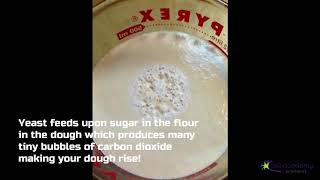 Why does bread dough rise [upl. by Slotnick]