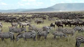 Tanzania  De migratie van de gnoes in de Serengeti 5 [upl. by Okuy320]