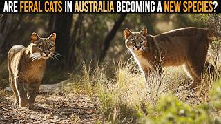 Are Feral Cats in Australia Becoming a New Wildcat Species [upl. by Attenhoj108]