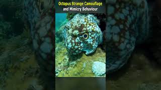 Unusual Octopus Camouflage and Mimicking Behaviour [upl. by Onileba]