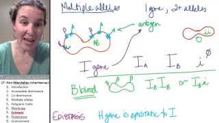 Non mendelian inheritance 7 Epistasis [upl. by Morehouse292]