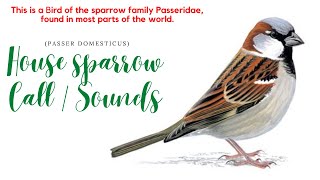 Sparrow Call Near Running Water  House Sparrow Sounds  Sparrow Songs  House Sparrow Call  Chirp [upl. by Tammara273]