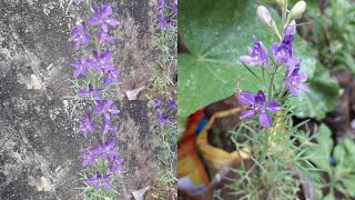 Blue aster flower plant [upl. by Bernardo]