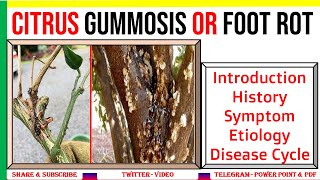 Citrus Gummosis  Intro History Symptom Etiology Disease Cycle  Phytophthora sp  PHF [upl. by Euqinorev564]