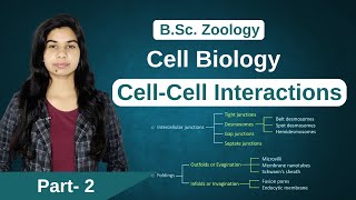 Cell Biology  Cellcell interaction  Junctions  Zoology  B Sc  MSc [upl. by Gabie]