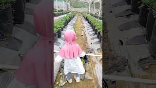 Metik stroberi 🍓vlog fyp stroberry [upl. by Drofnas581]