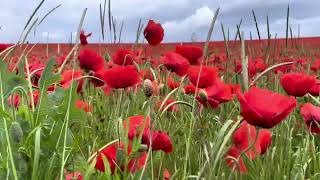 Champ de coquelicots ALSACE 2024 [upl. by Jacobs]