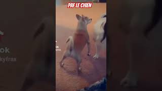 paf le Chien [upl. by Areit]