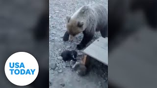 Dogs unite to fend off attacking bear protect their litter  USA TODAY [upl. by Bascomb362]