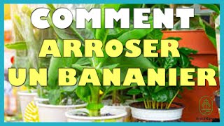 Comment entretenir un bananier [upl. by Nazler457]