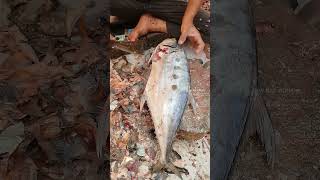 Giant Fish  Trying to Peel Fish Skin  Fish Cutting Skills surgeonfish tinyfish giantfish [upl. by Alodi]