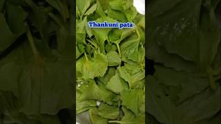 Thankuni pata recipethankuni viralvideo shortvideo [upl. by Vivia]