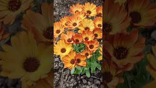 Osteospermum Orange Orbit Shorts Osteospermumflower flowers [upl. by Janel301]