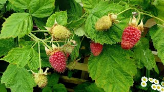 Growing Loganberries a delicious productive amp thornless  Blackberry and Raspberry hybrid [upl. by Hazelton310]