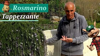 Rosmarino Tappezzante  un sempreverde da scoprire [upl. by Eimas]