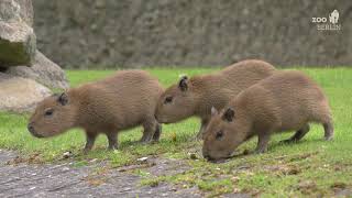 Nachwuchs bei den Capybaras im Zoo Berlin  Capybara babies at Zoo Berlin [upl. by Evatsug]