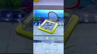 Aquarium setup for big fishes fishing fishingvideo fish shorts short ashortaday aquarium [upl. by Ki]