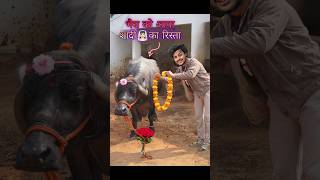 भैस🐃को आया शादी का रिस्ता💕 comedy buffalo [upl. by Olotrab]