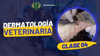 DERMATOLOGÍA VETERINARIA  CLASE 04 [upl. by Kihtrak]