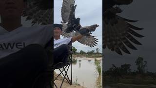 Changeable Hawk Eagle training style [upl. by Oiligriv216]