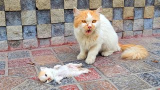 A crying mother trying to drag a man to her dying kitten Just unbelievable [upl. by Panthea]