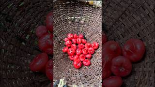 എൻറെ വീട്ടിലുള്ള കുറച്ചു variety fruits കണ്ടാലോpart1 shorts homegarden shortvideo fruitplants [upl. by Solly]