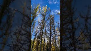 larch explorecanada hikingcanada ￼exploringbritishcolumbia fallcolors autumn canadaadventure [upl. by Sitto390]