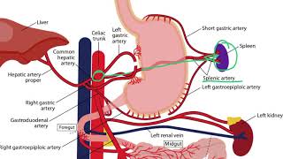 Gastrointestinal Arteries for the USMLE Step 1 [upl. by Landbert420]