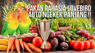 Pakan LOVEBIRD Biar Ngekek Panjang amp Cepat Jinak [upl. by Roosnam996]