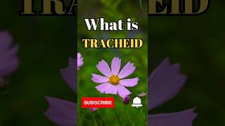 What is Tracheids shorts facts biology [upl. by Weed202]